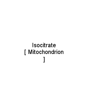 Isocitrate                   [ Mitochondrion ]